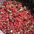 Древогубец - вирощування, розмноження, посадка і догляд (вирощування) Древогубец - вирощування, розмноження, посадка і догляд