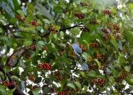 Древогубец види, вирощування і розмноження (розмноження) Древогубец види, вирощування і розмноження