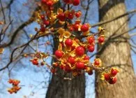 Древогубец види, вирощування і розмноження (розмноження) Древогубец види, вирощування і розмноження