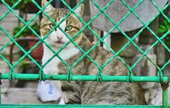 Друг чи ворог як в регіонах вирішують проблему бродячих собак - в країні (один) Друг чи ворог як в регіонах вирішують проблему бродячих собак - в країні