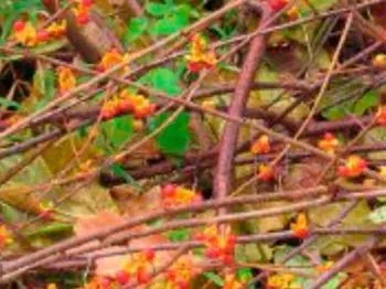 Древогубец вирощування, фото, сорти, секрети саду (древогубец) Древогубец вирощування, фото, сорти, секрети саду