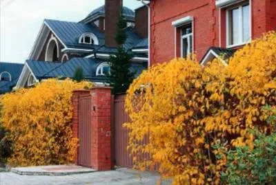 Древогубец вирощування, фото, сорти, секрети саду (древогубец) Древогубец вирощування, фото, сорти, секрети саду