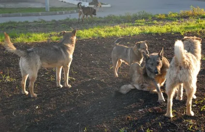 Друг чи ворог як в регіонах вирішують проблему бродячих собак - в країні (країні) Друг чи ворог як в регіонах вирішують проблему бродячих собак - в країні