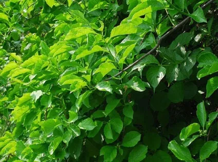 Древогубец фото і види, вирощування і догляд за ліаною (догляд) Древогубец фото і види, вирощування і догляд за ліаною