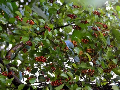 Древогубец фото і види, вирощування і догляд за ліаною (догляд) Древогубец фото і види, вирощування і догляд за ліаною