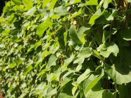 Древогубец фото і види, вирощування і догляд за ліаною (догляд) Древогубец фото і види, вирощування і догляд за ліаною