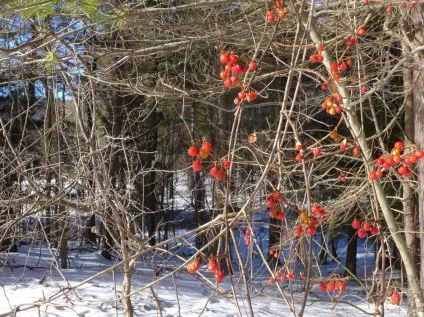 Древогубец фото і види, вирощування і догляд за ліаною (догляд) Древогубец фото і види, вирощування і догляд за ліаною