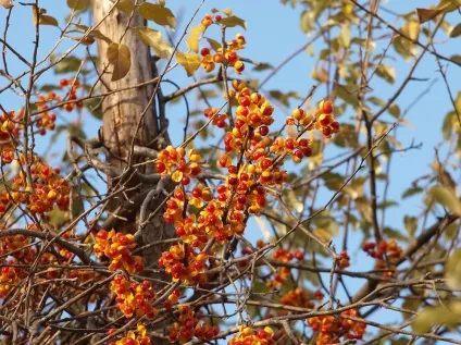 Древогубец фото і види, вирощування і догляд за ліаною (догляд) Древогубец фото і види, вирощування і догляд за ліаною