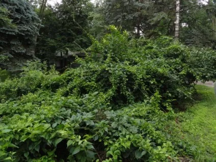 Древогубец круглолистний вирощування і догляд