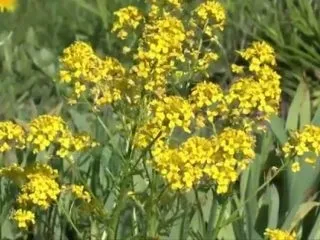 Кальцинати в простаті