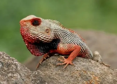 Калот садибний (calotes versicolor)