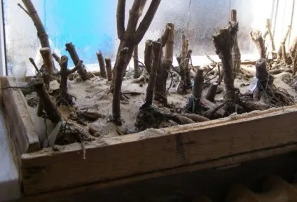 Як зберігати бульби жоржин в домашніх умовах (умовах) Як зберігати бульби жоржин в домашніх умовах