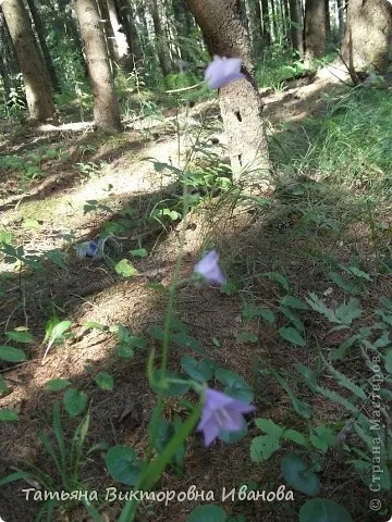 Екологія душі або прогулянка в ліс, країна майстрів (не визначені) Екологія душі або прогулянка в ліс, країна майстрів