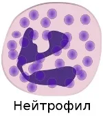 Фагоцитоз - процес фагоцитозу