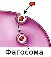 Фагоцитоз - процес фагоцитозу