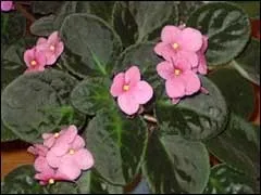 Фіалка поради початківцям (поради) Фіалка поради початківцям