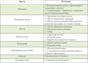 Фізіологічна будова статевої системи самців і самок собак (фізіологічне) Фізіологічна будова статевої системи самців і самок собак