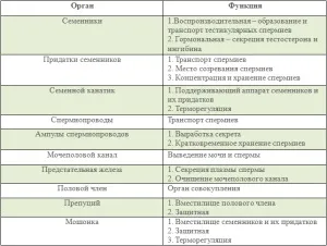 Фізіологічна будова статевої системи самців і самок собак (системи) Фізіологічна будова статевої системи самців і самок собак