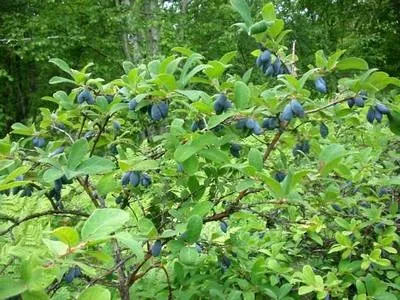 Фруктові дерева в ландшафтному дизайні - і красиво, і смачно (сад) Фруктові дерева в ландшафтному дизайні - і красиво, і смачно