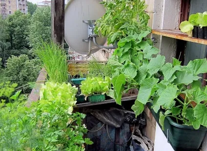Функціональні ідеї по обробці балкона поради, фото (обробці) Функціональні ідеї по обробці балкона поради, фото