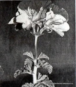 Герань як ліки, лікування без ліків (ліків) Герань як ліки, лікування без ліків