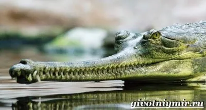 гавіал крокодил