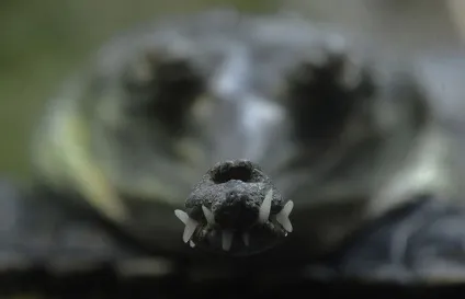 Гавіал (лат