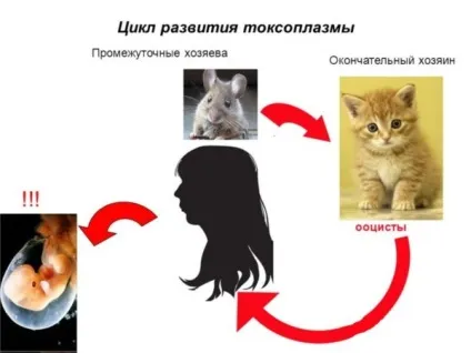 Герпес цитомегаловірус опис інфекції, симптоми, лікування (симптоми) Герпес цитомегаловірус опис інфекції, симптоми, лікування