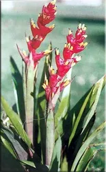 Гусмания (гузмания, guzmania)