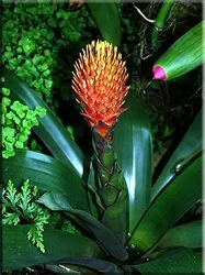 Гусмания (гузмания, guzmania)