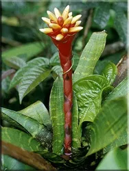 Гусмания (гузмания, guzmania)