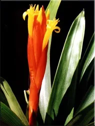 Гусмания (гузмания, guzmania)