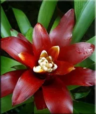 Гусмания (гузмания, guzmania)