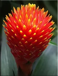 Гусмания (гузмания, guzmania)