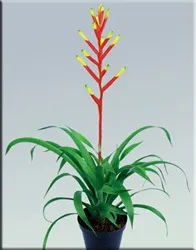 Гусмания (гузмания, guzmania)