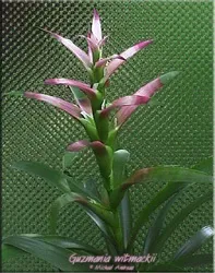 Гусмания (гузмания, guzmania)