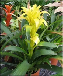 Гусмания (гузмания, guzmania)
