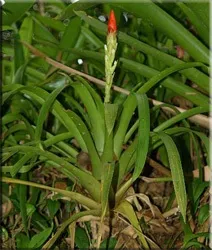 Гусмания (гузмания, guzmania)