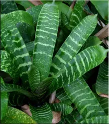 Гусмания (гузмания, guzmania)