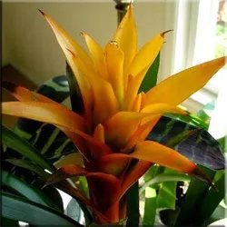 Гусмания (гузмания, guzmania)
