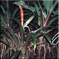 Гусмания (гузмания, guzmania)