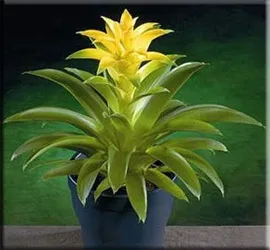 Гусмания (гузмания, guzmania)