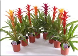 Гусмания (гузмания, guzmania)