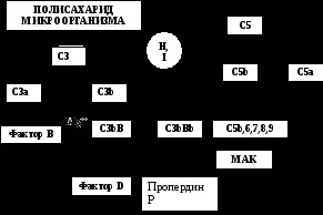 Гуморальні фактори вродженого імунітету (Класичний шлях активації) Гуморальні фактори вродженого імунітету