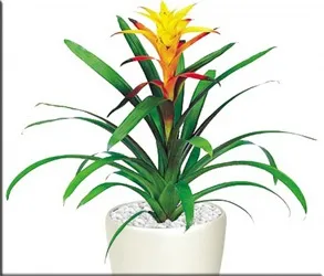 Гусмания (гузмания, guzmania)