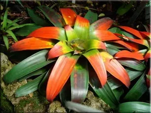 Гусмания (гузмания, guzmania)