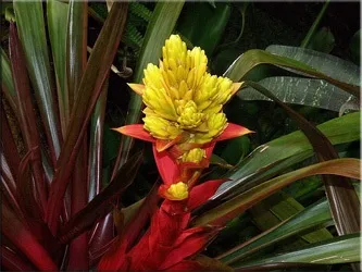 Гусмания (гузмания, guzmania)