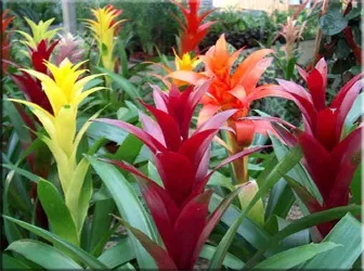 Гусмания (гузмания, guzmania)