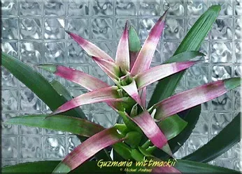 Гусмания (гузмания, guzmania)