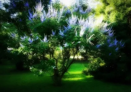 Гомеопатія Агнус Кастусем (agnus castus) інструкція із застосування, опис препарату